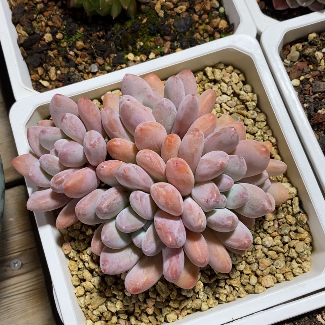 自助下单一物一拍多肉_过年可寄养问主播