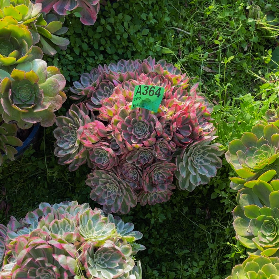 颜如玉法师朵朵3-12