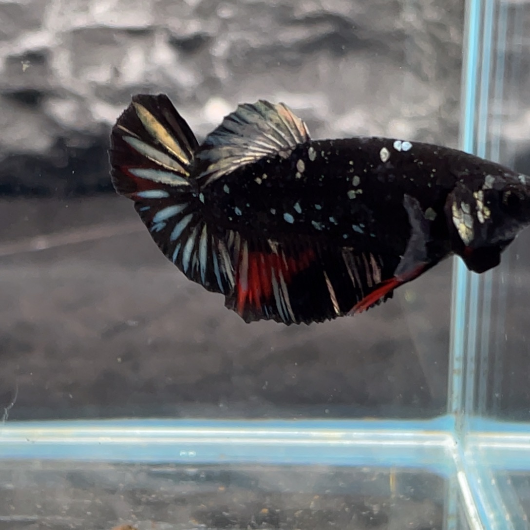 斗鱼黑金将军公鱼