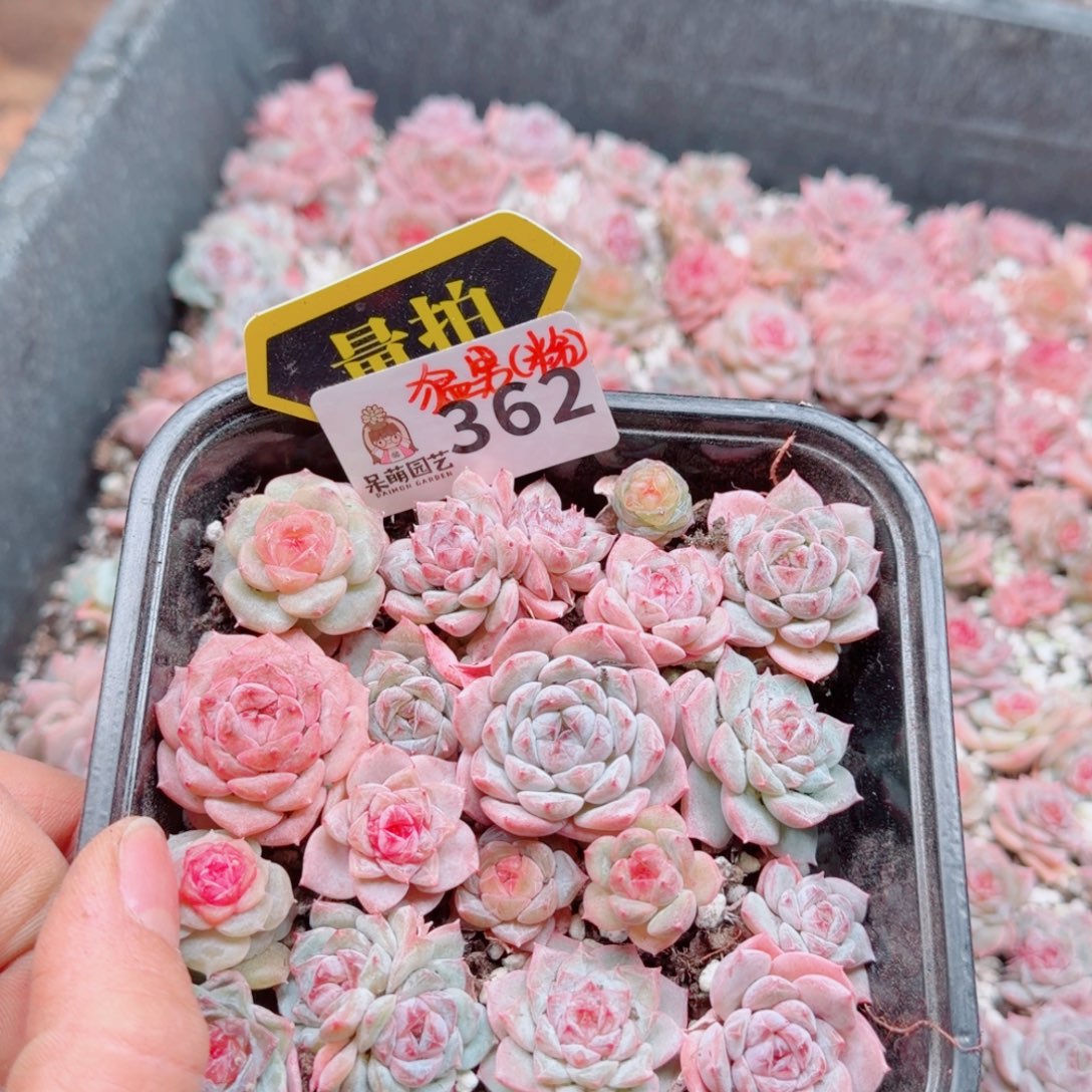 多肉植物多肉植物