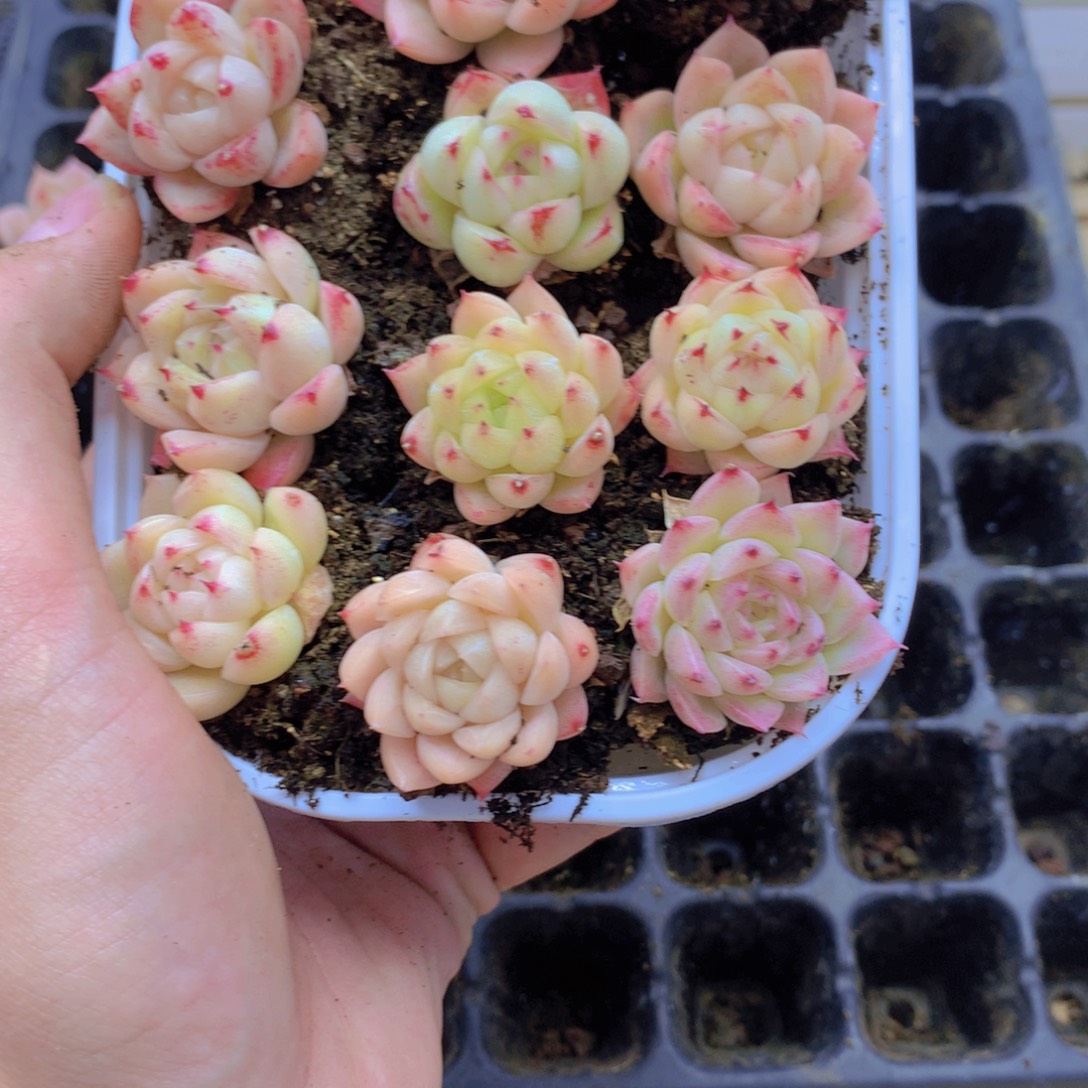 我要去看你了啊019