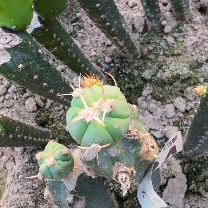 724白刺翠屏仙人球
