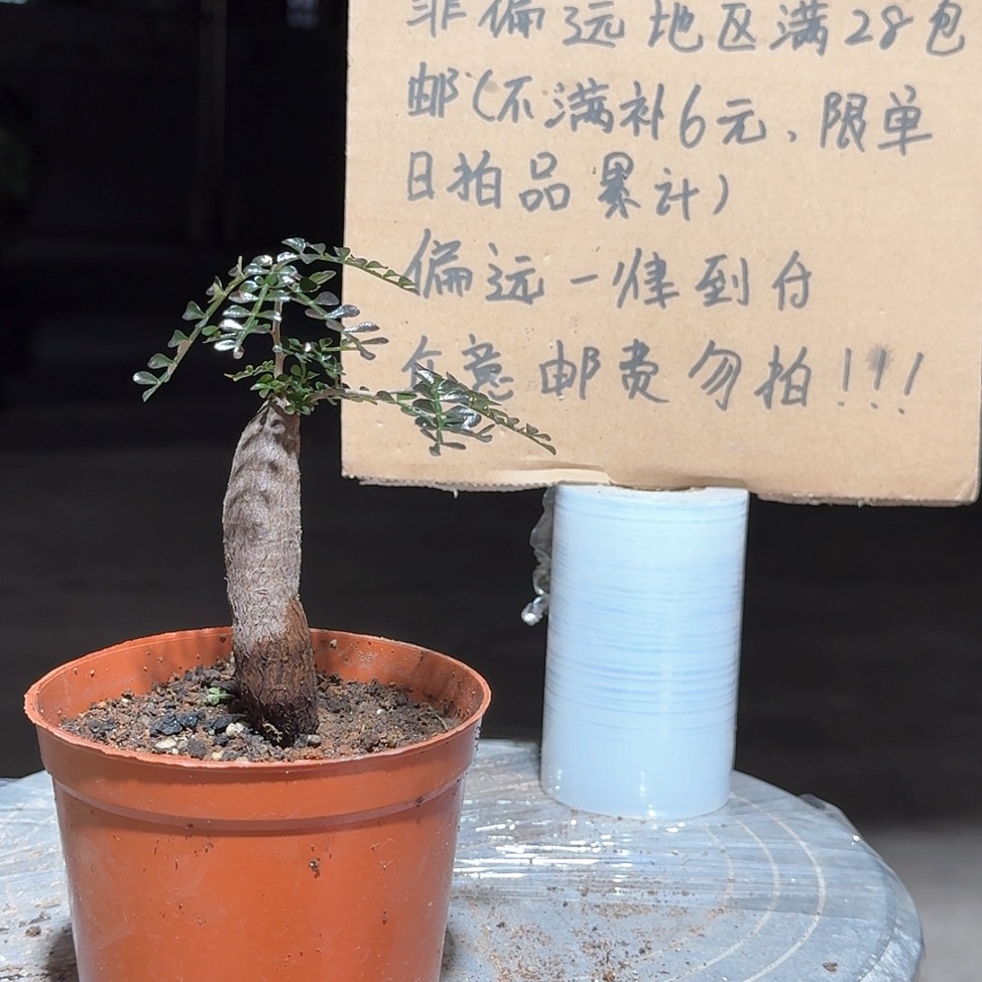 完全开放根插象足漆树