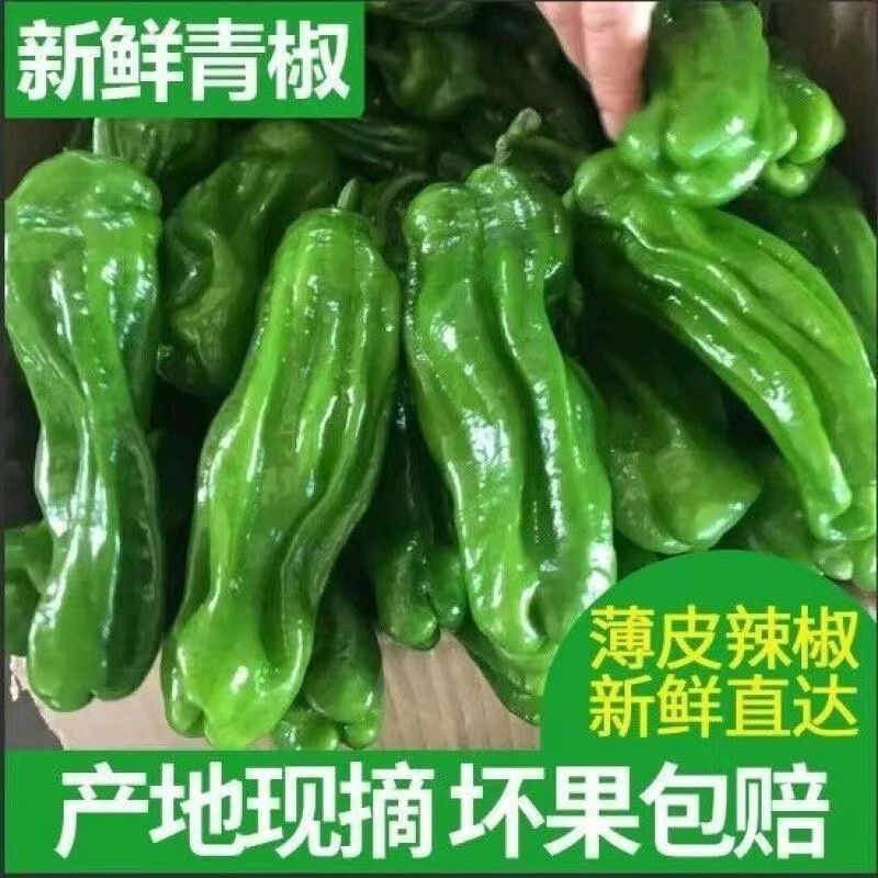 薄皮微辣青椒现摘现发农家自种新鲜虎皮皱皮辣椒产地直发