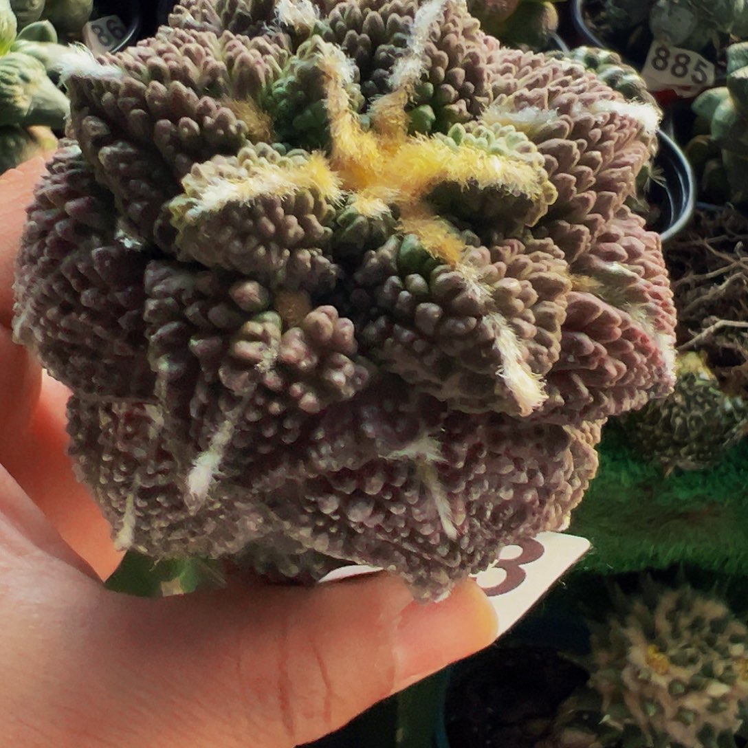 无花朵福利紫肌颗粒龟甲牡丹353