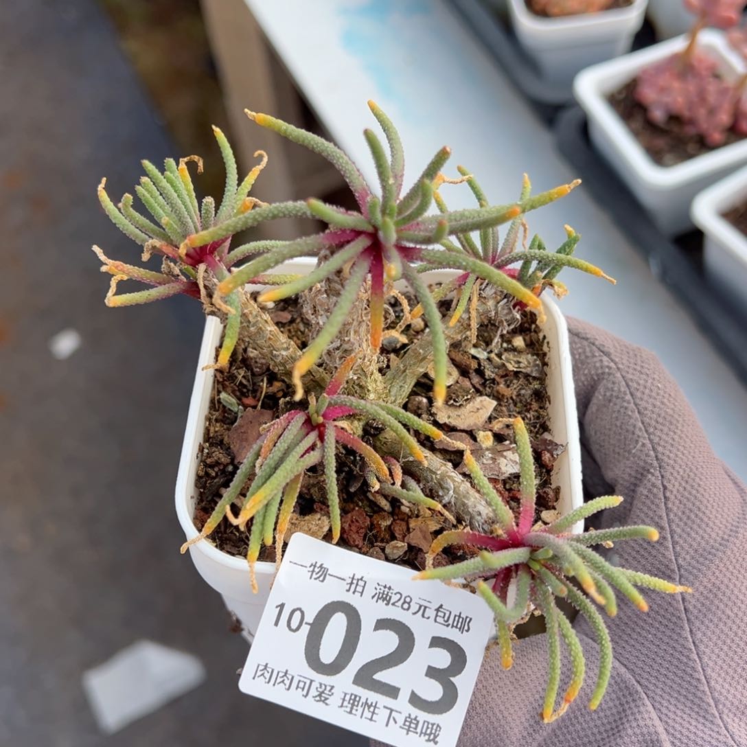 天赐老桩多肉多肉多肉多肉