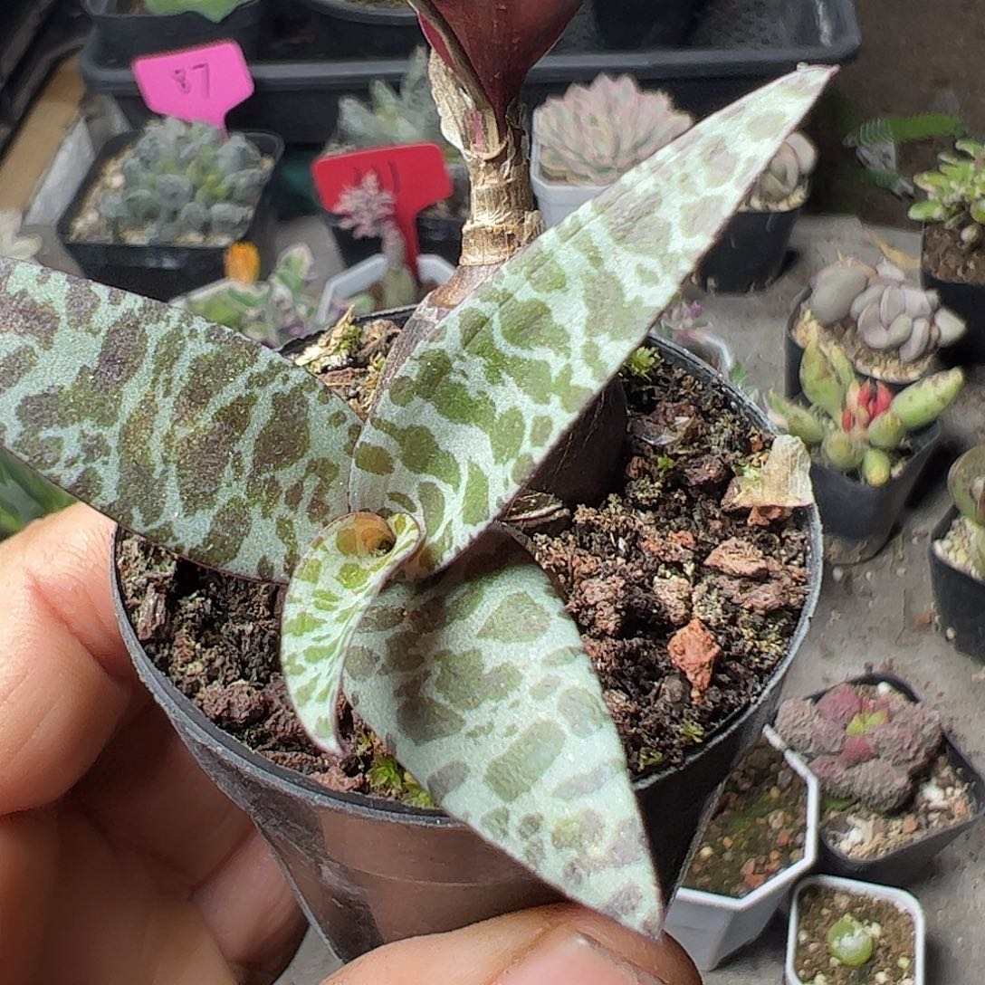 有点百合，进克大福利上车