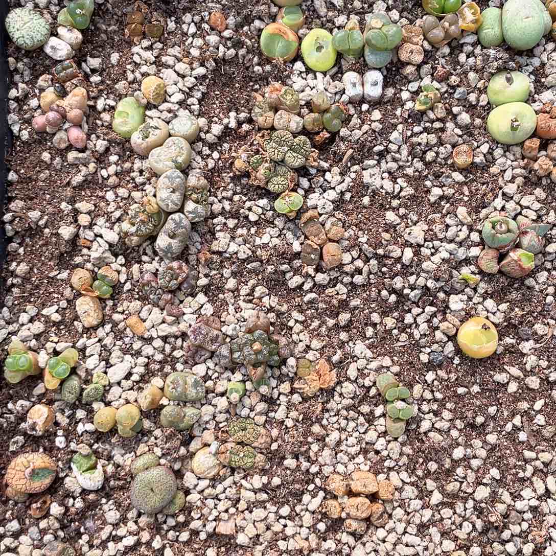 闪购商品脱土发货003