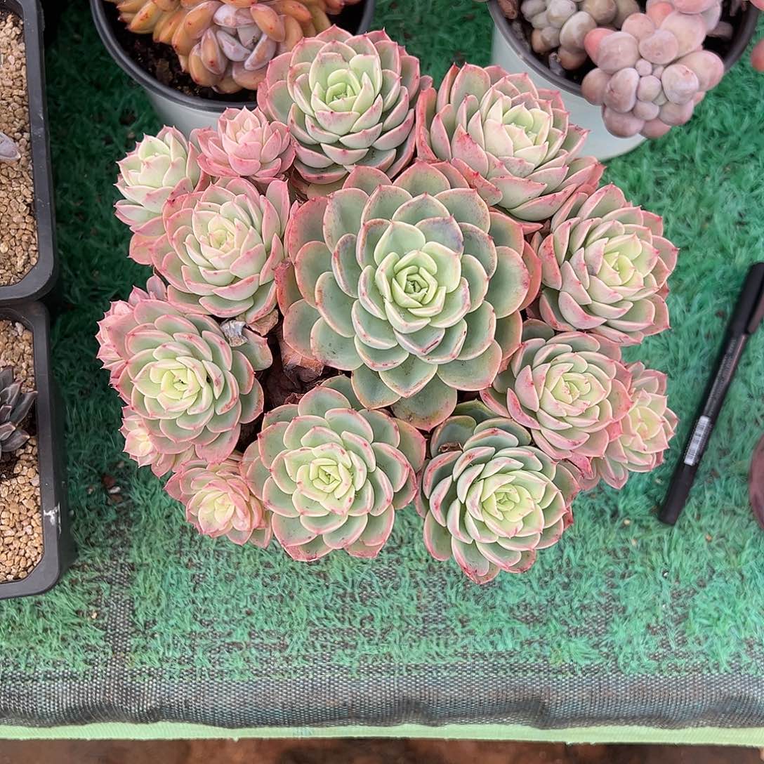 无砍捧花哈密瓜多肉