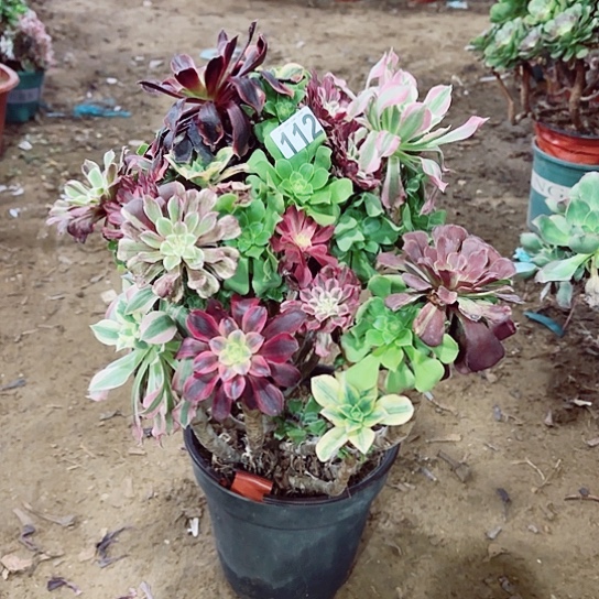 112绿羊绒嫁接老桩法师