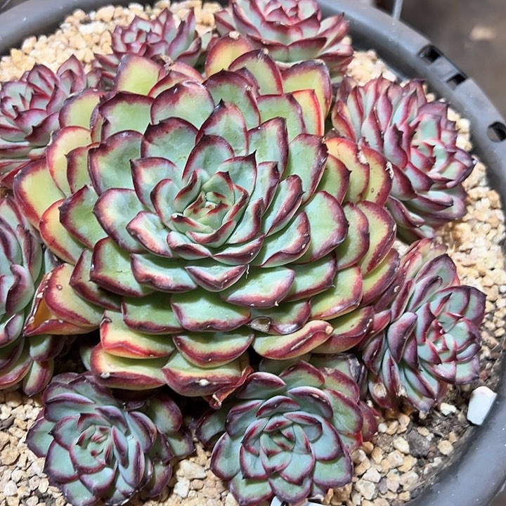 幸运的是我的朋友们都