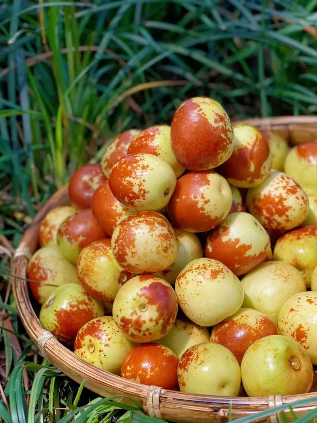 沾化冬枣3箱特惠装批发成熟大果红果新鲜水果应季水果