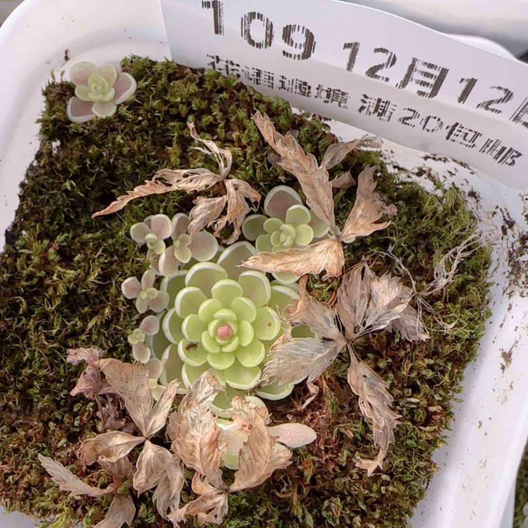 花语多肉1212-109爱丽丝