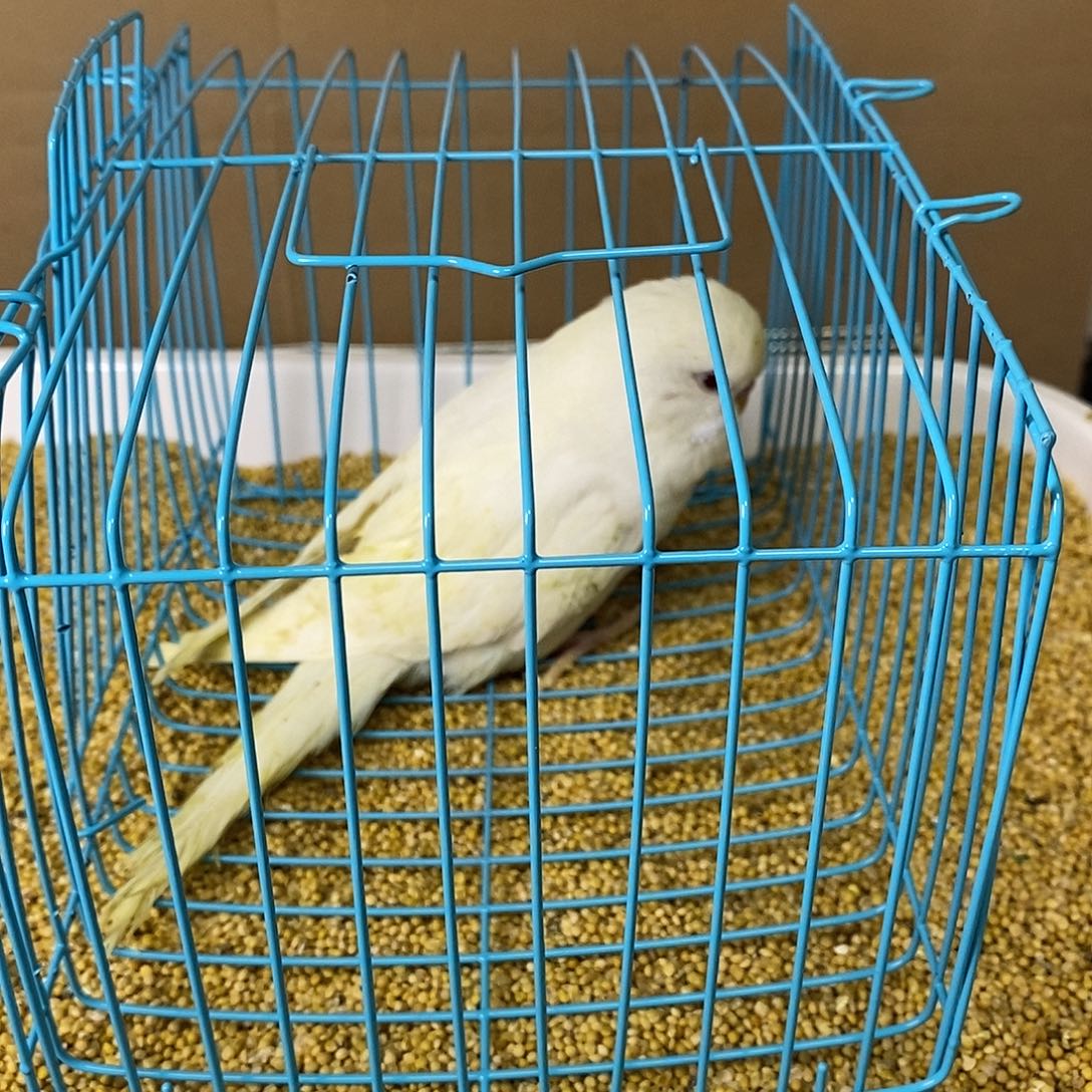 虎皮鹦鹉大头虎皮