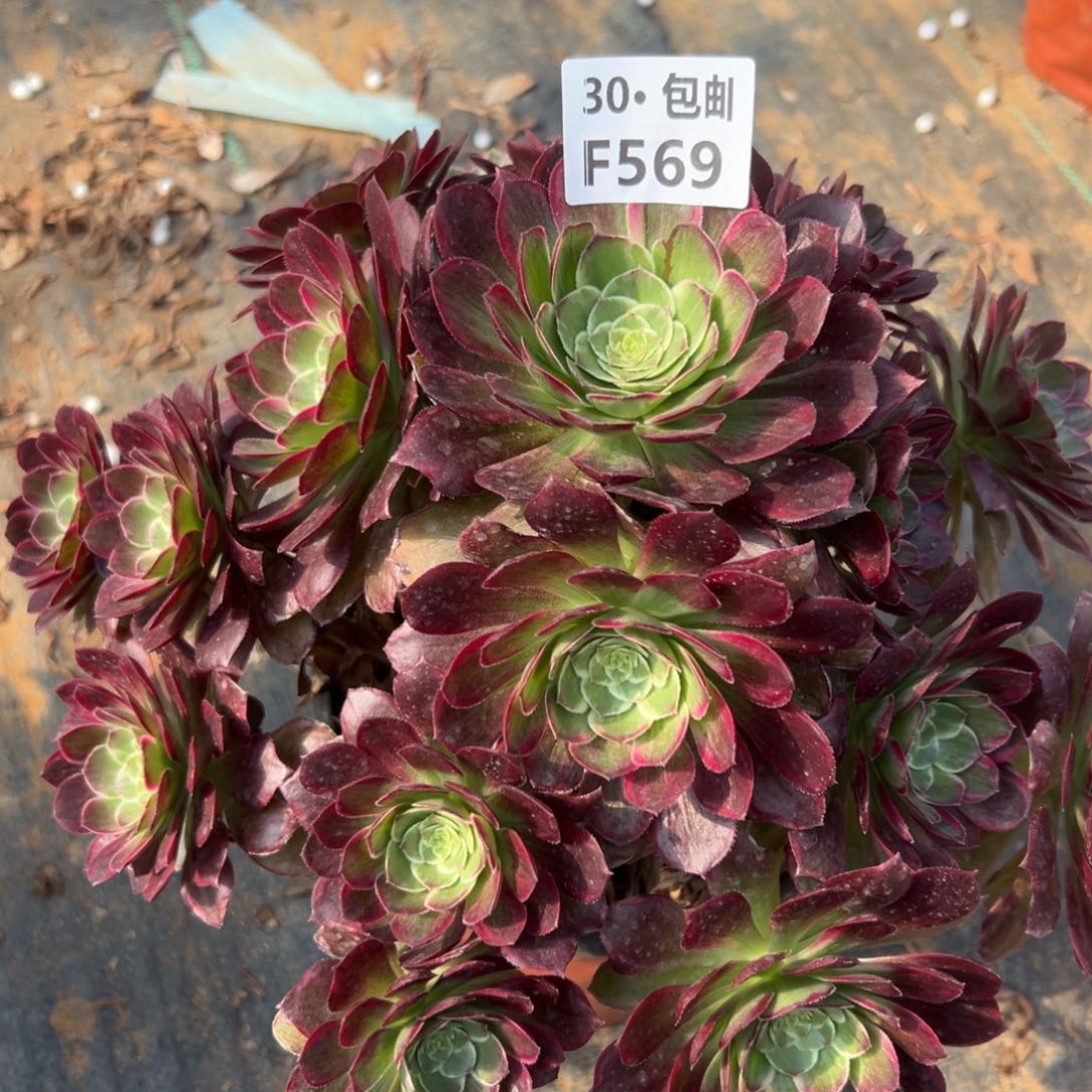 569莲花做多肉法师