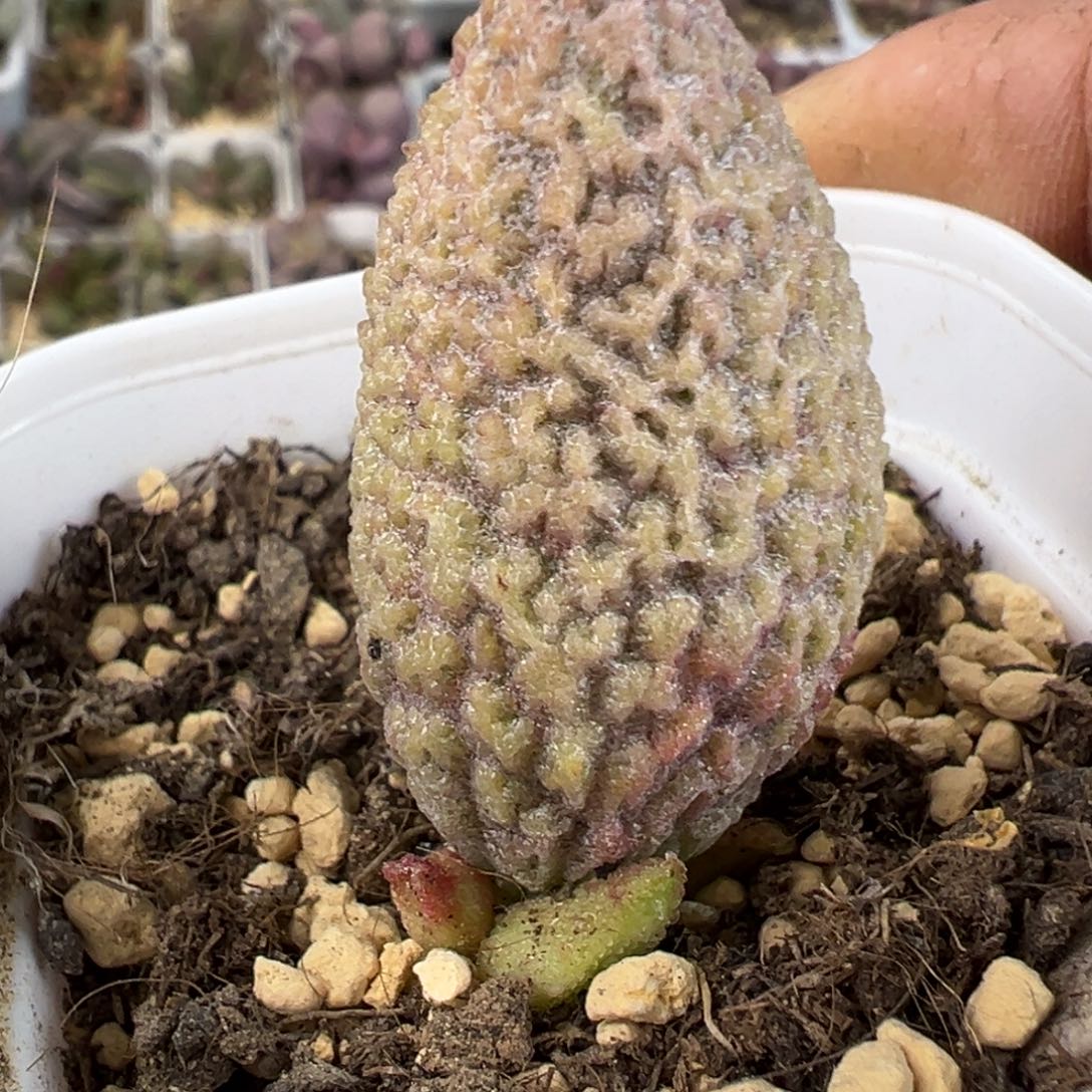 草莓糖水泡多肉植物水泡