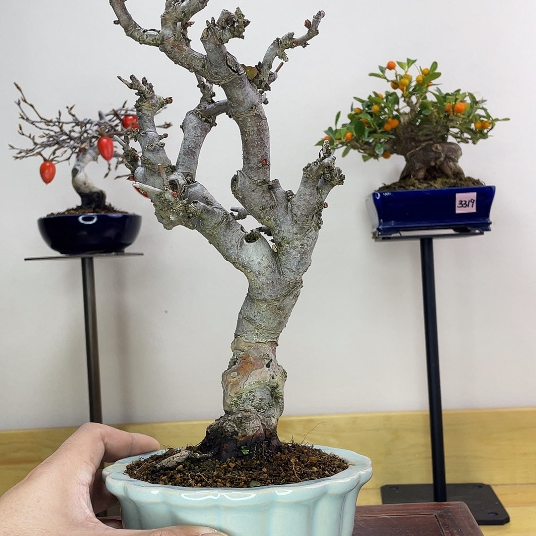 木本东洋锦海棠盆栽