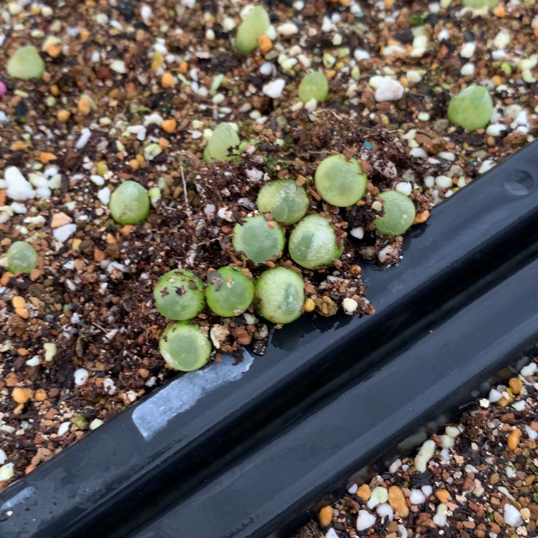 596大王拉登一颗