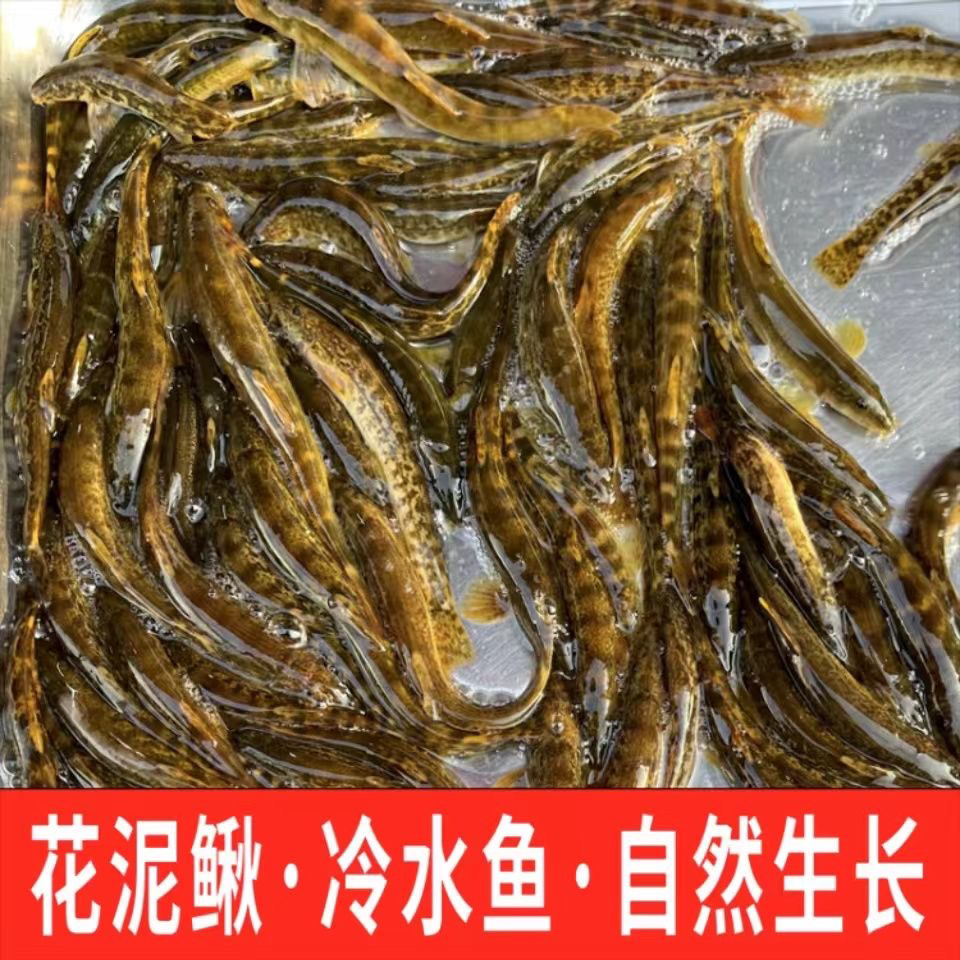 【东北特产】 鲜活冷水泥鳅保鲜发货500g