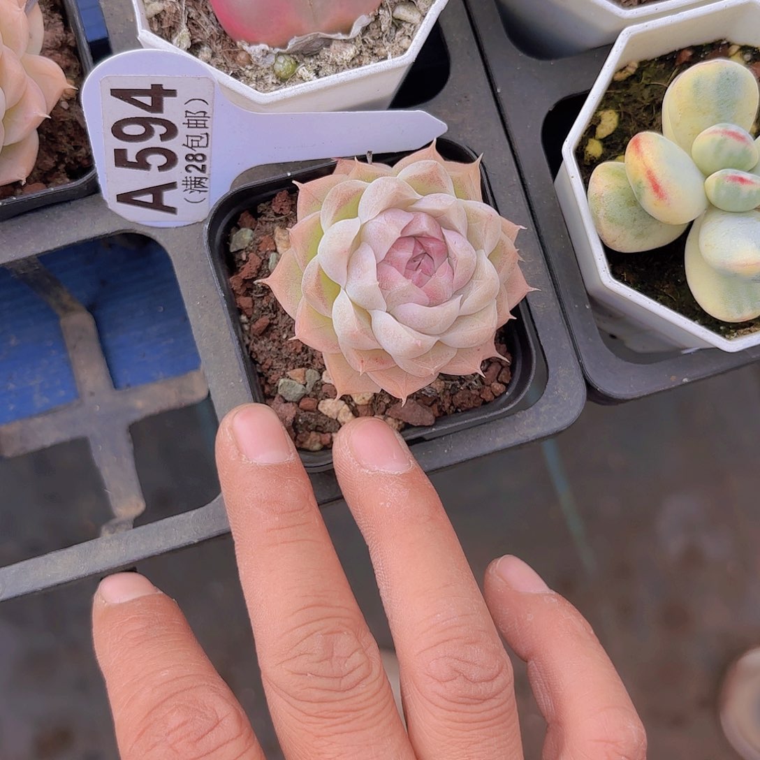 A594麦秆一物一拍