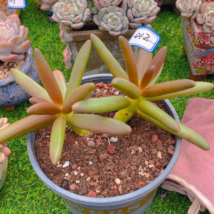 谢谢你的支持00000012