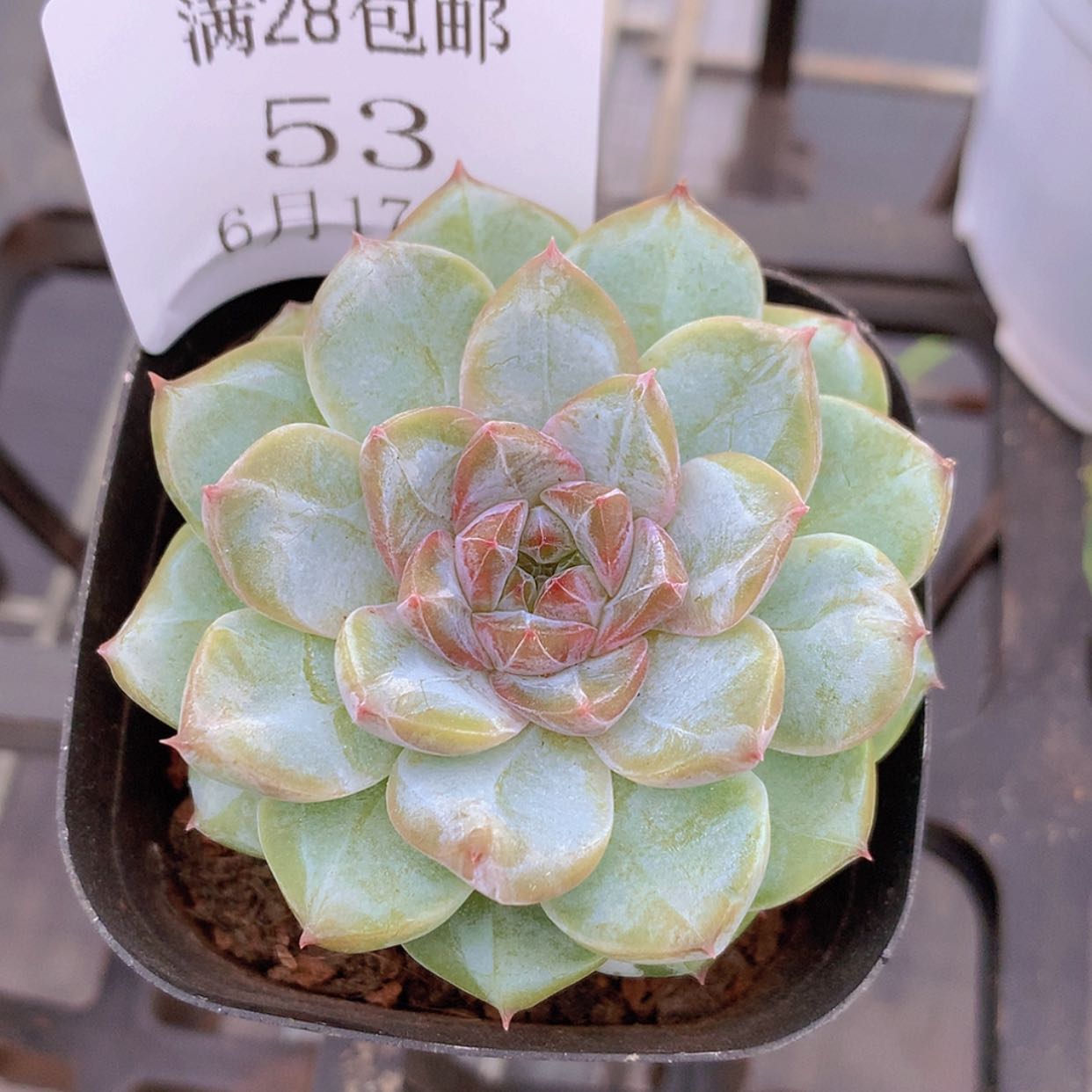 【闪购商品】云53号