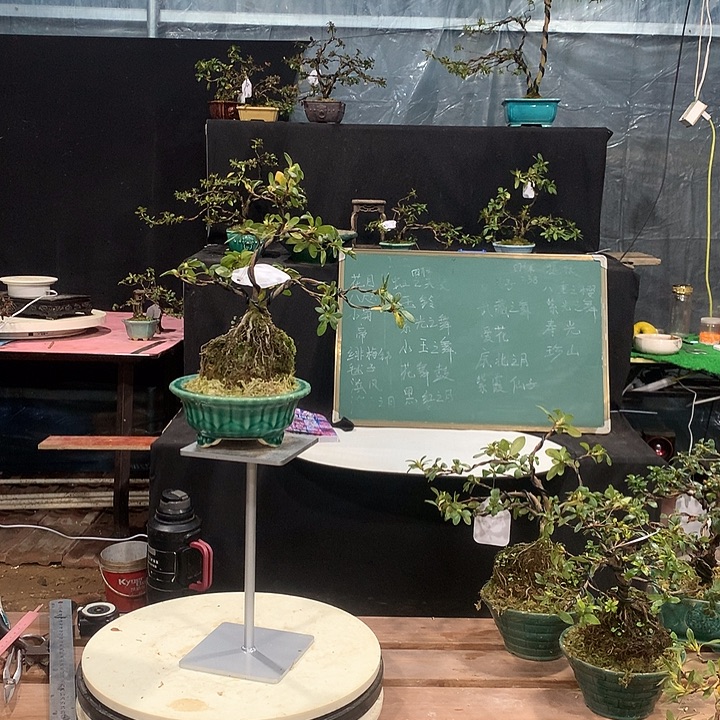 赏***景完全开放皋月杜鹃花紫光之舞