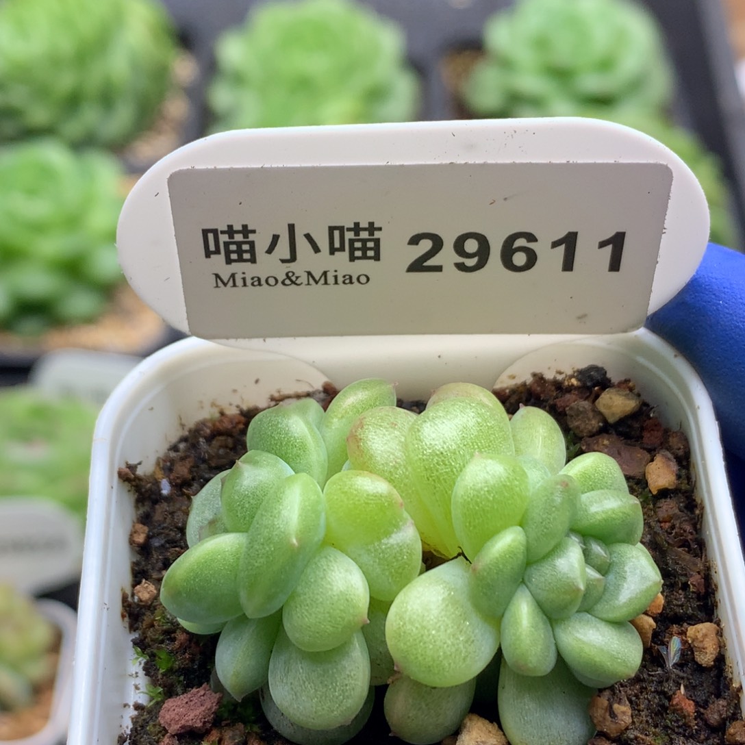 多肉植物杂交珍妮