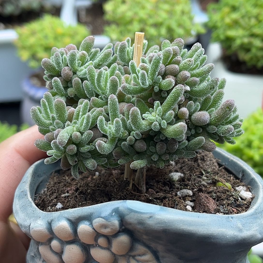 20冰晶带盆优选枝干