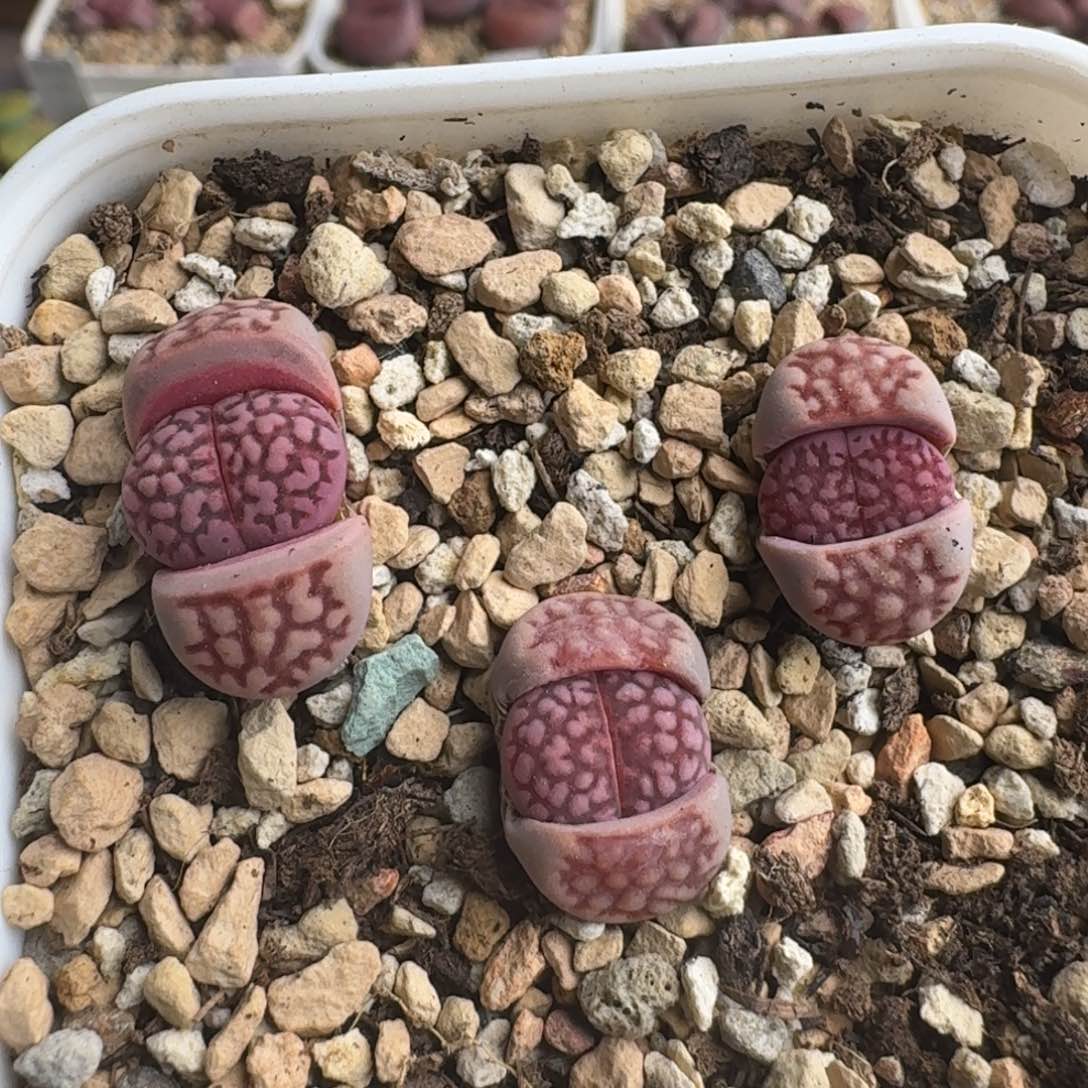 G053新品紫寿丽混合三年偏小