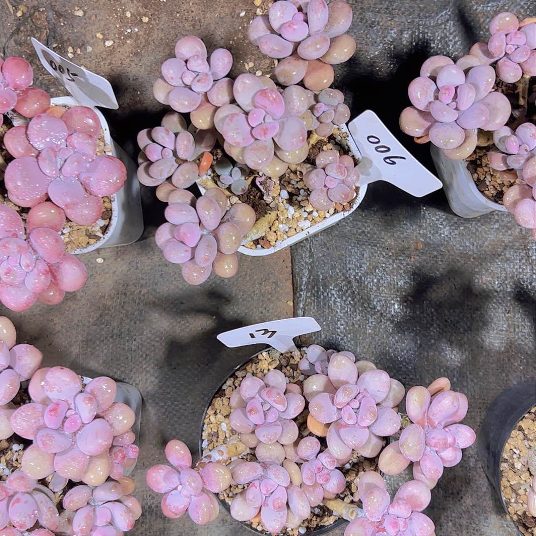 ?****?06桃蛋。。。。。。。