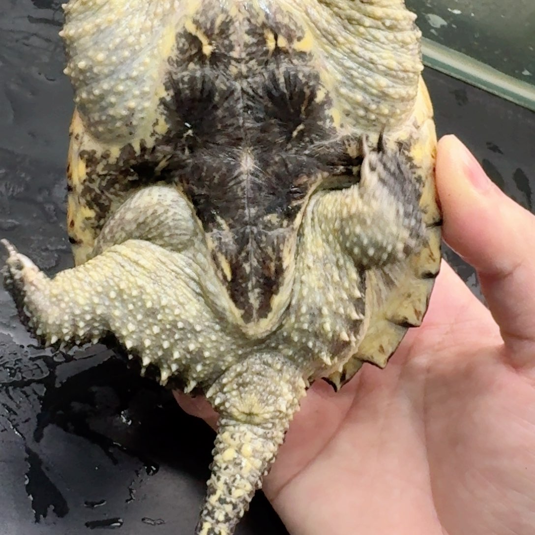 宠物龟不分公母114