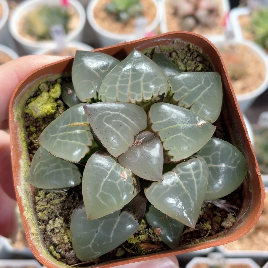 月光冰灯专拍。      