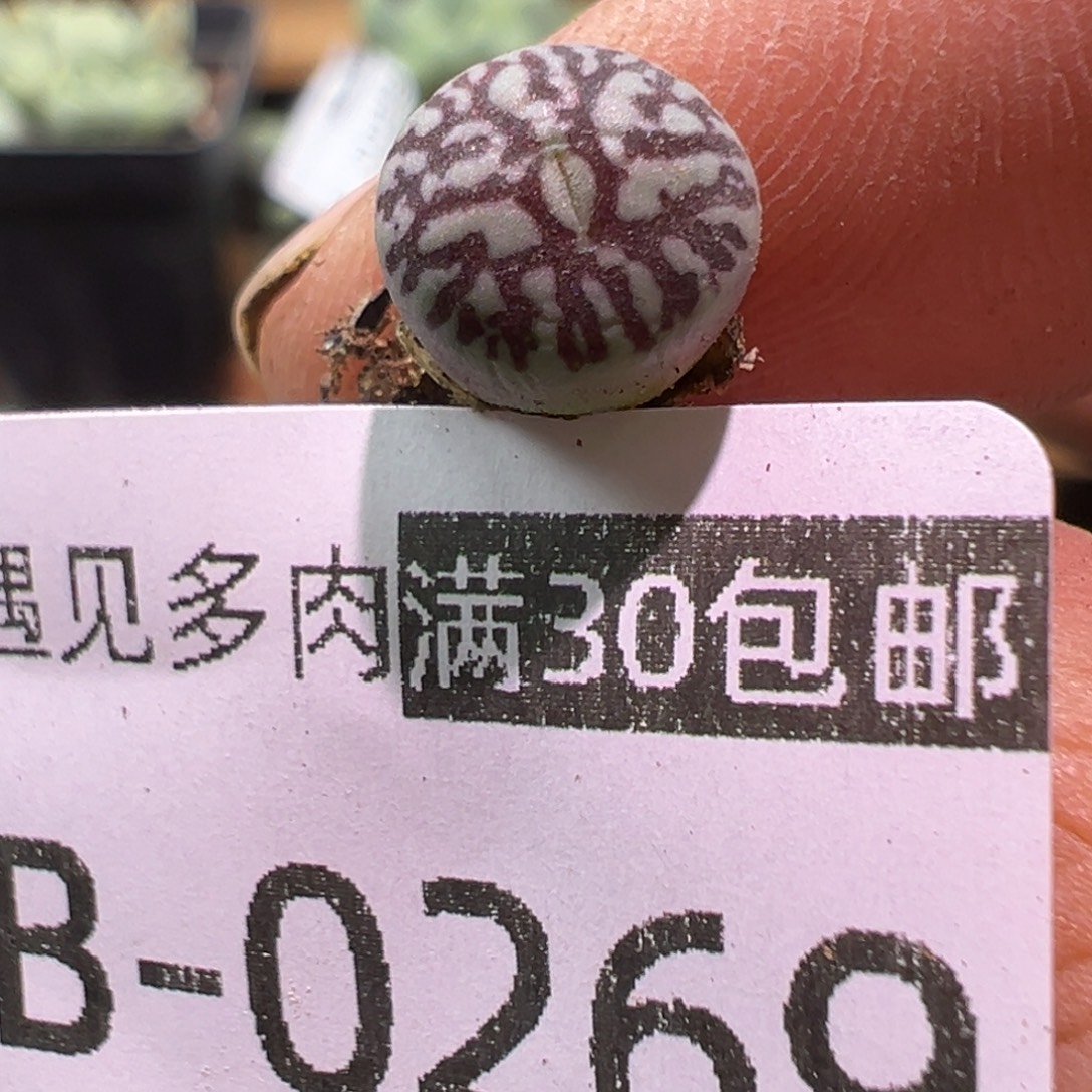 多肉植物111111111111