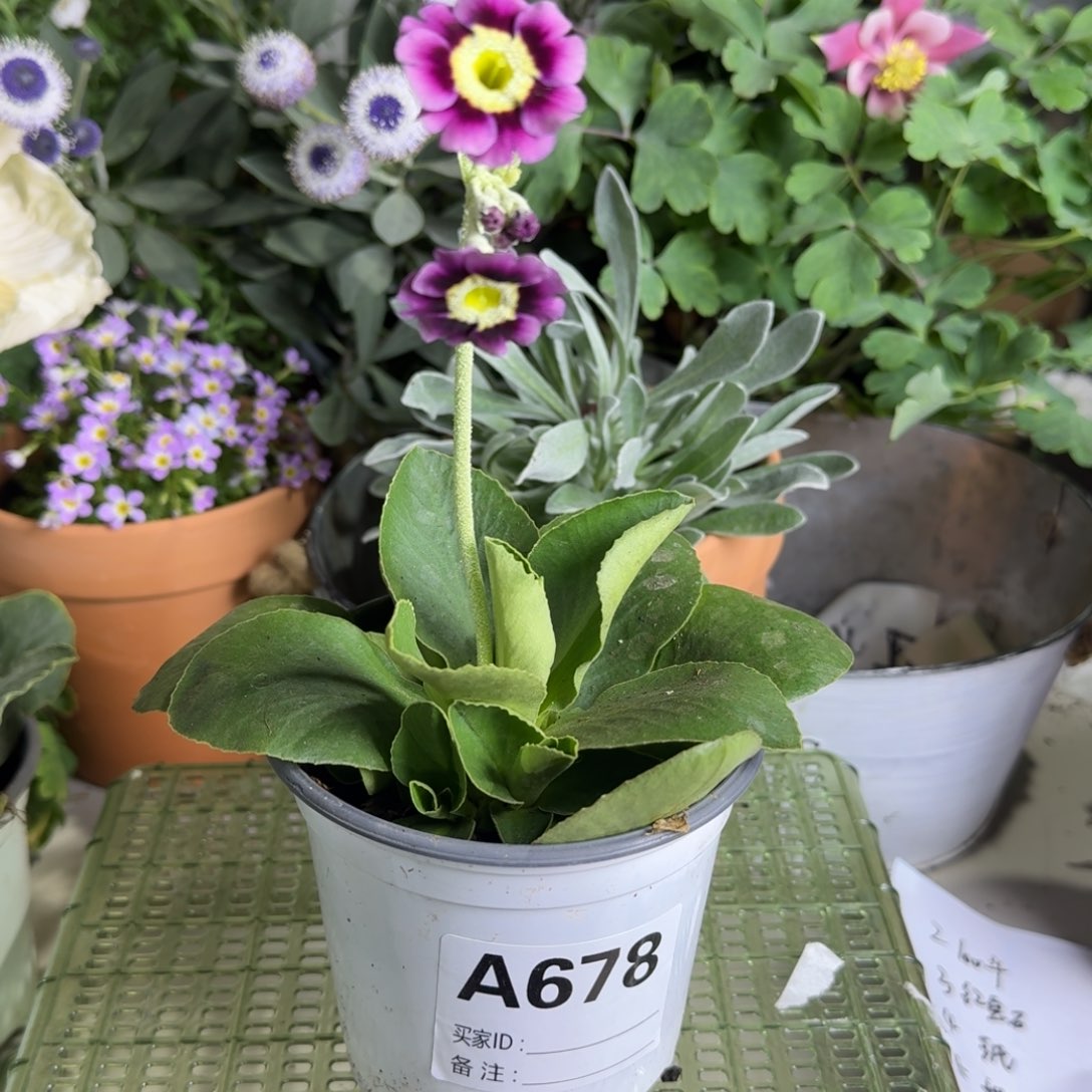 一物一拍  耳叶报春A678