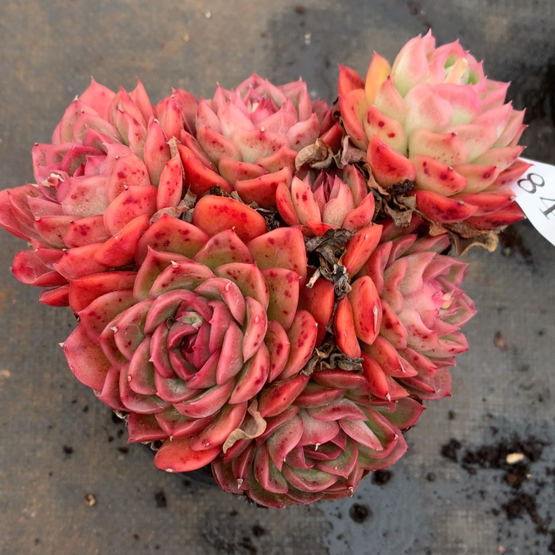 矛*1848杂交精品基地12厘米