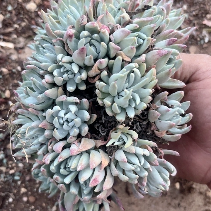 仙女杯多肉植物提取