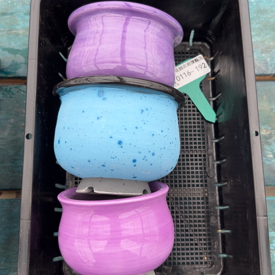 多肉精选编号0116.192