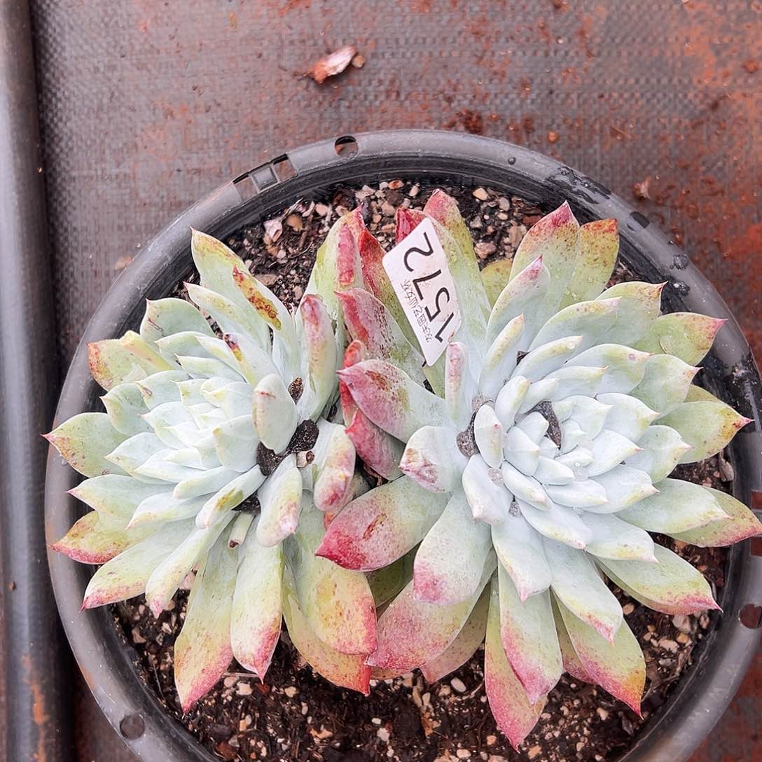 妖*赛琳娜仙女杯多肉。