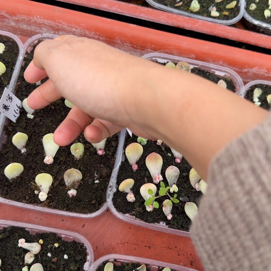 3个暴富芝麻穴满25包邮