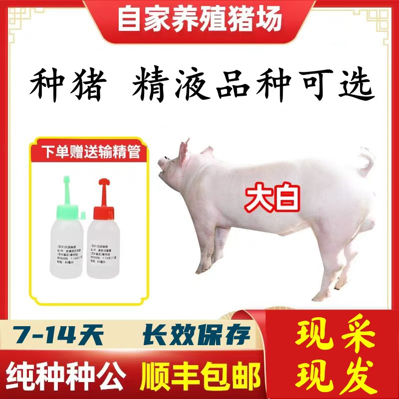 【大白】种猪优质精液批发品种可选一件包邮原种恒温箱发货包对版
