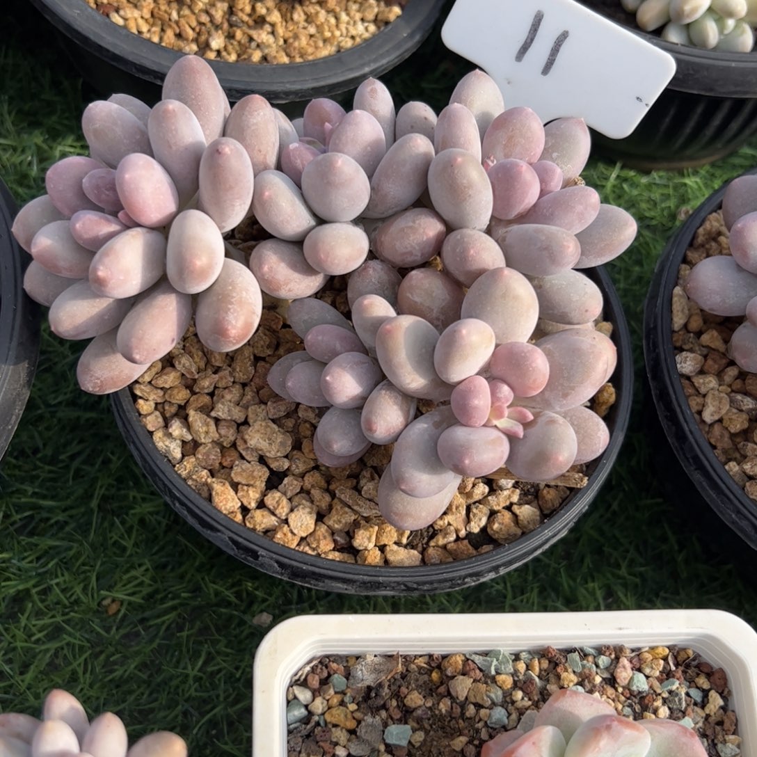 七彩美人多肉植物