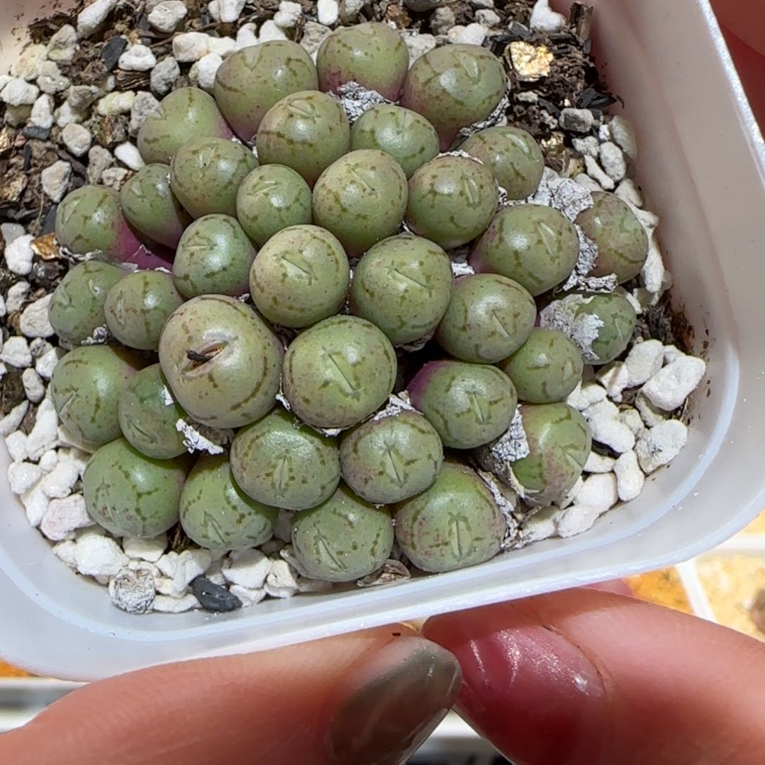 肉锥多肉植物百科-1630