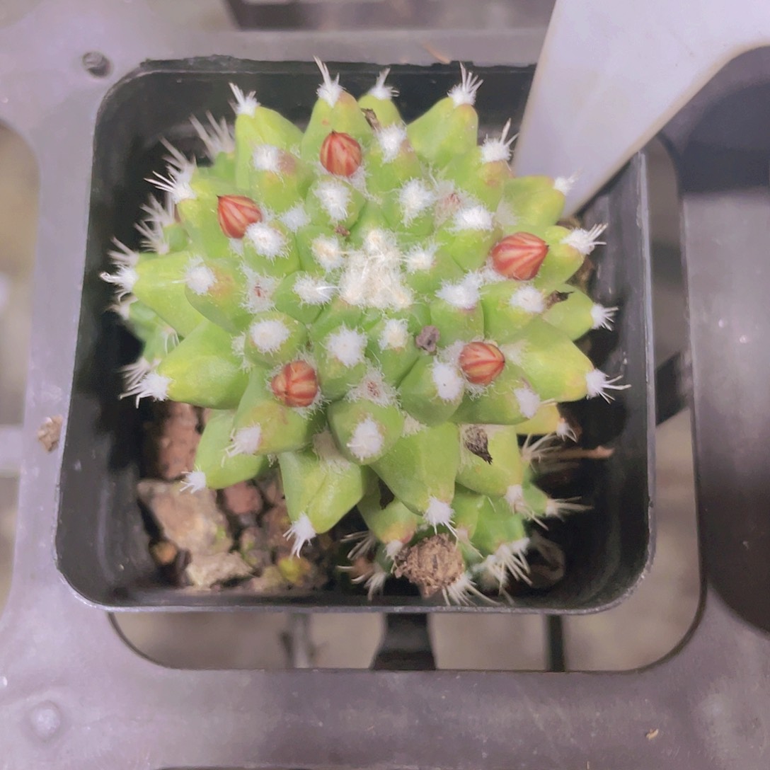 雪糕a011一物一拍