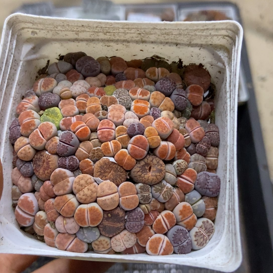 7782一盒七方混合个头很小