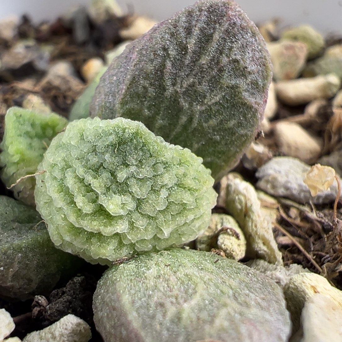 实生新品大苗多肉植物水泡