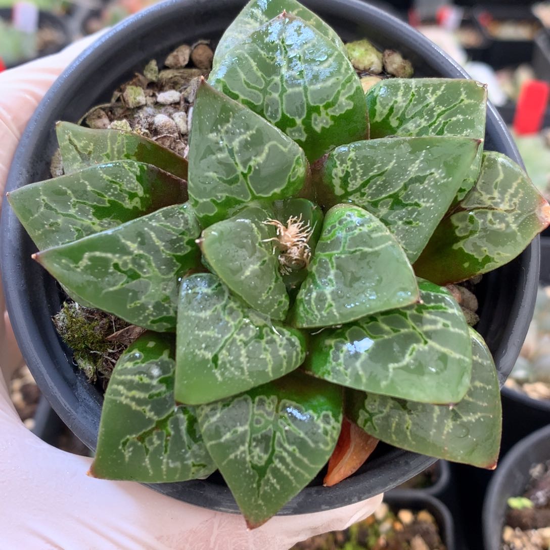 绿幽灵寿，带盆发货