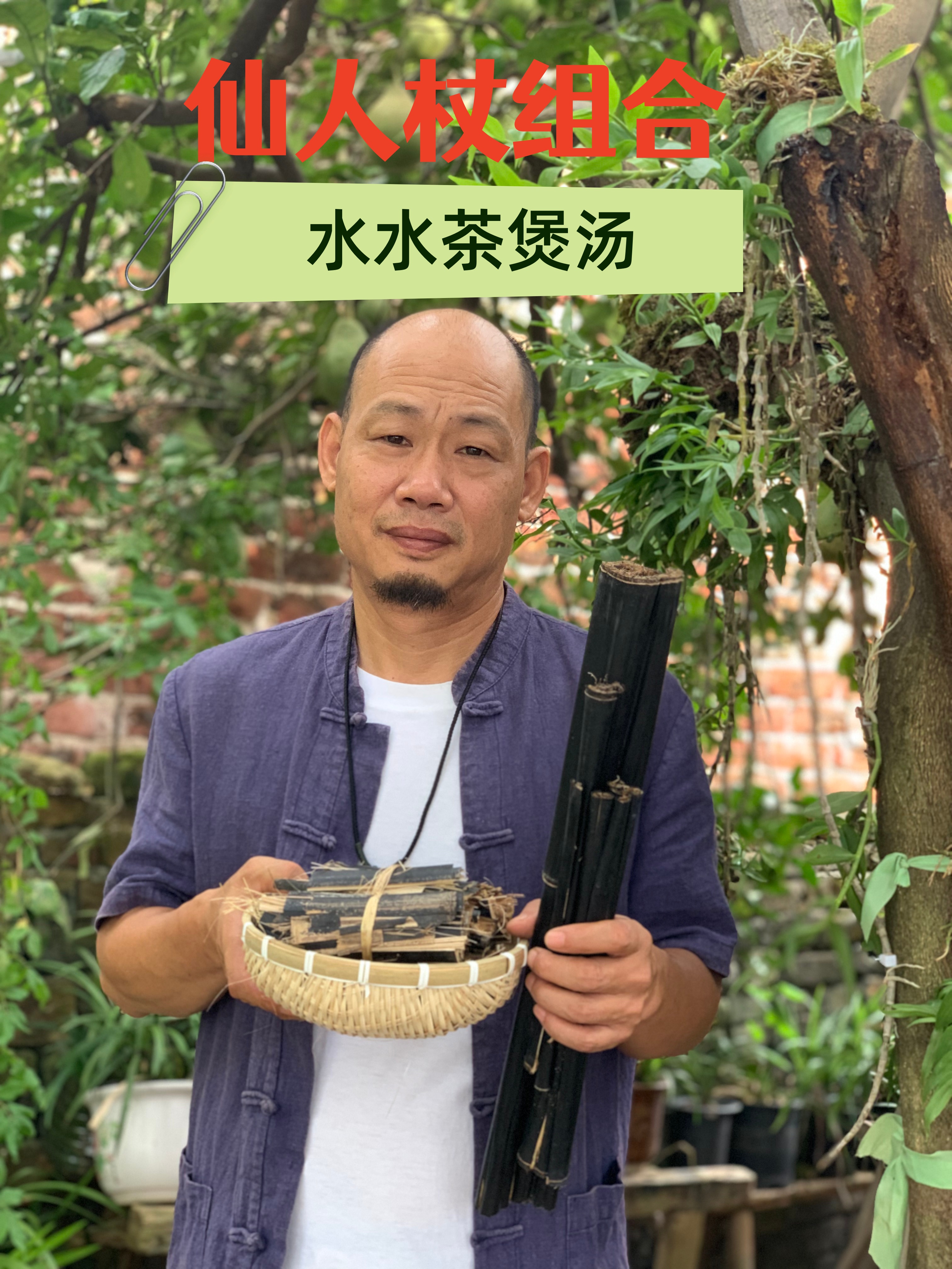 （祖传配比）湖南高山野外自己采摘仙人杖瓜蒌陈年高粱组合煲汤用水