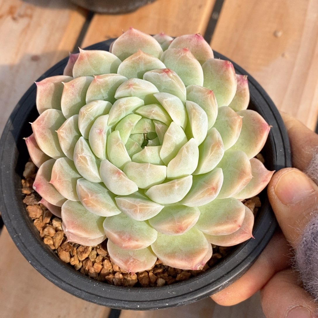 精品多肉一物拍不包整150