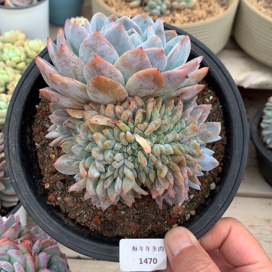 1470橙梦露叶插缀化多肉一颗12厘米